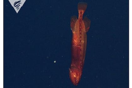 Un pez ballena hembra fue grabado en las profundidades: solo pasó 18 veces a lo largo de 34 años