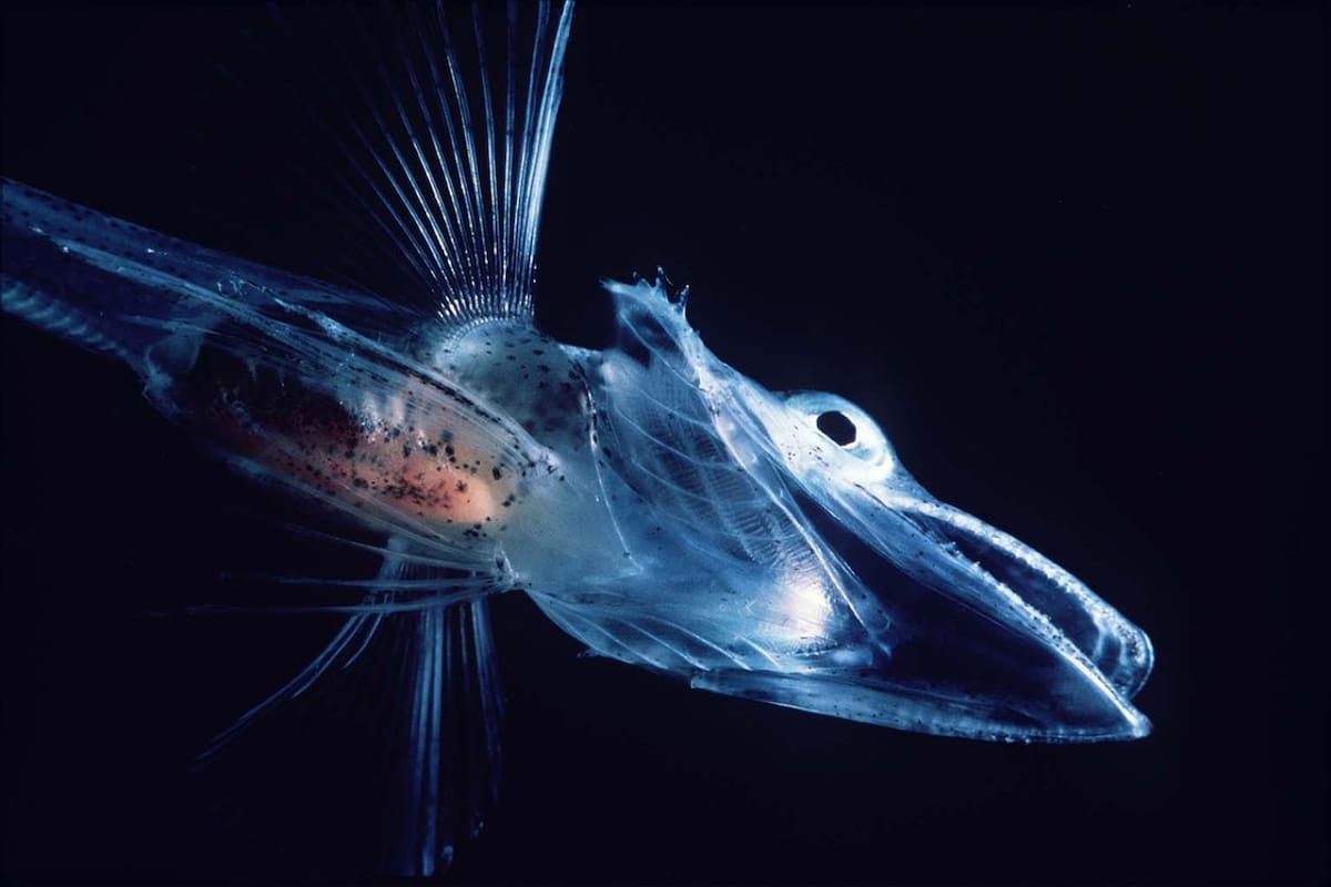 Un pez de hielo -Channichthyidae- en fase larvaria