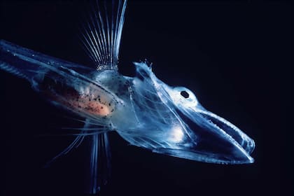 Un pez de hielo -Channichthyidae- en fase larvaria