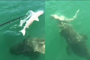 Un pez enorme capturó a un tiburón y todo quedó registrado