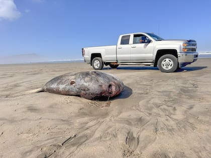 Un pez luna Mola Tecta apareció en las costas de Oregon