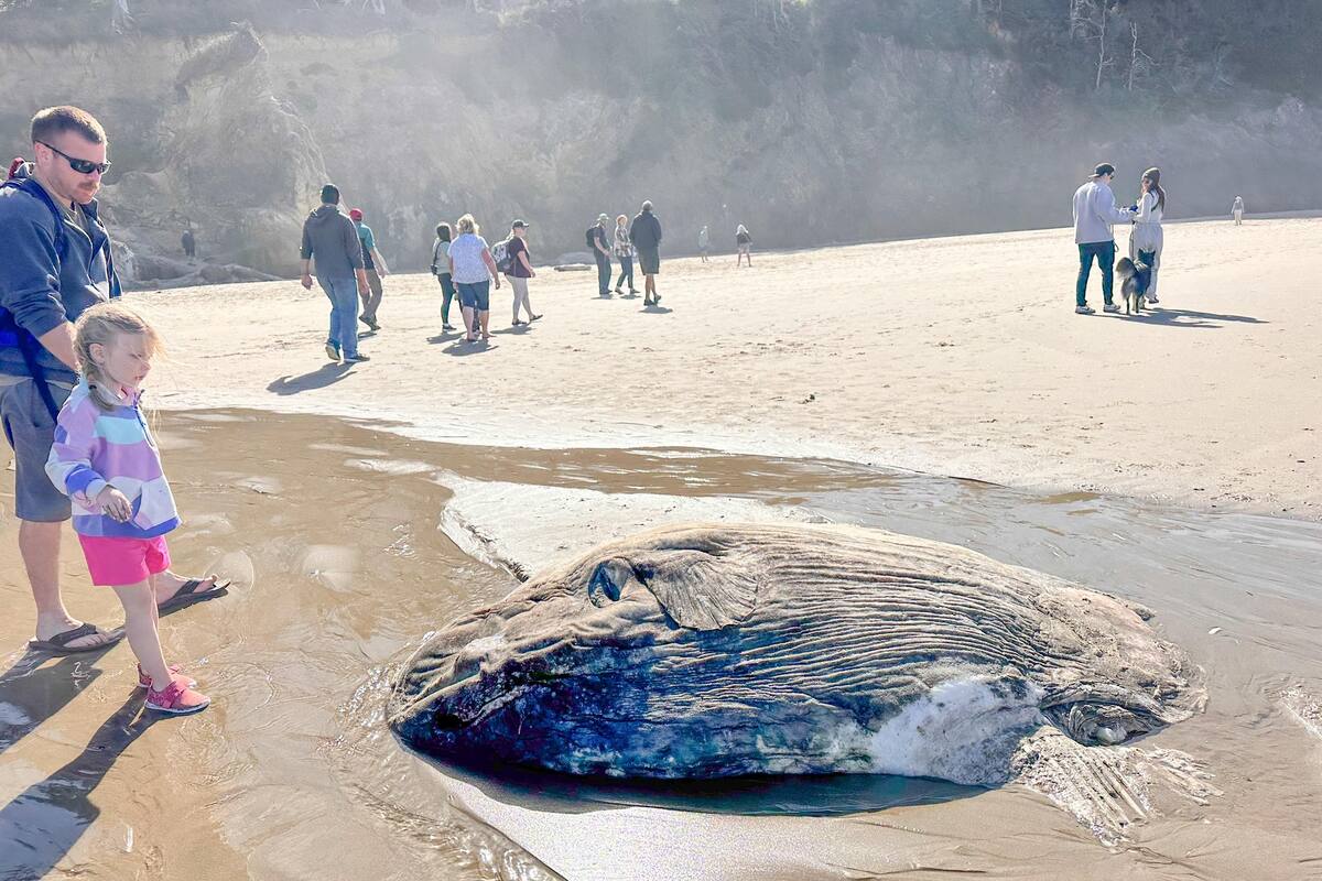 Un pez luna quedó varado en las costas de Oregón