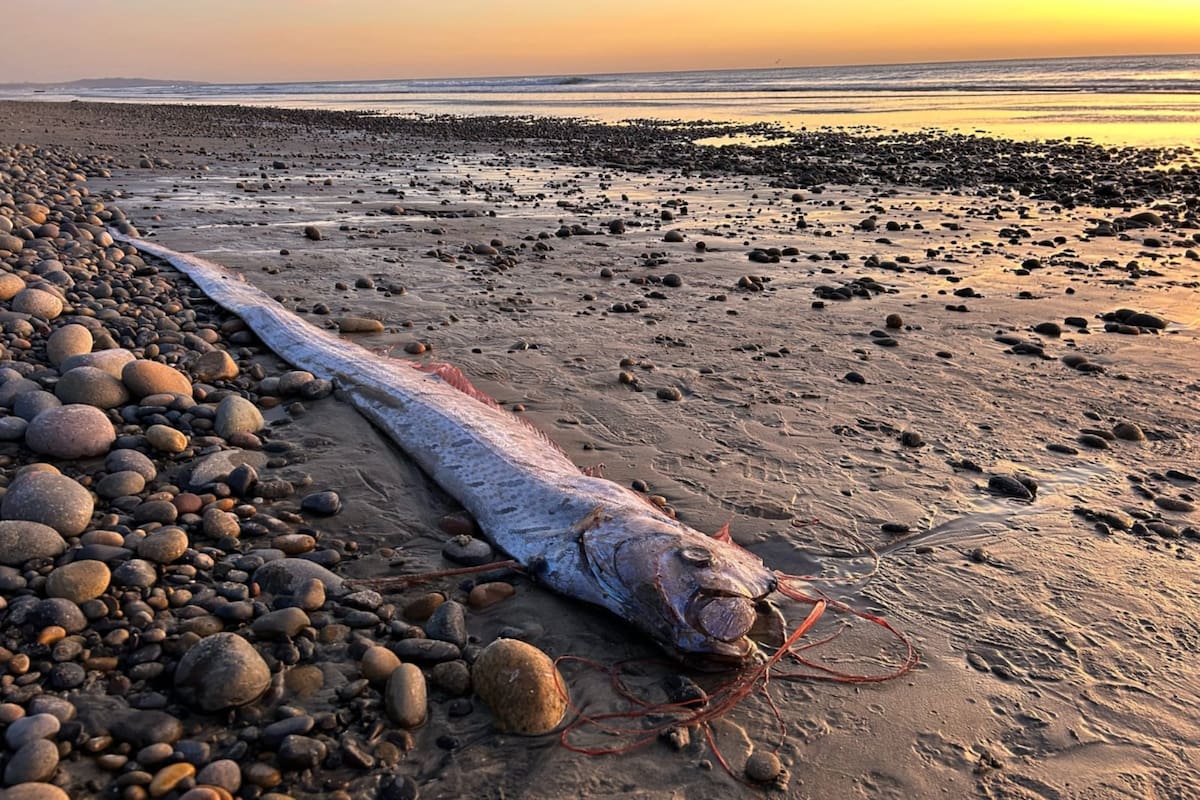 Un pez remo, conocido por su vínculo con terremotos, apareció la semana pasada en una playa de Encinitas, California