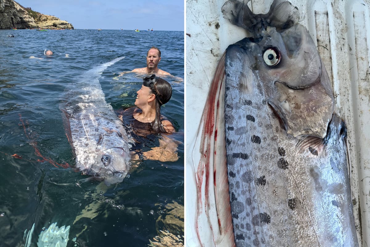 Un pez remo fue hallado sin vida en San Diego, California, lo que para algunos se traduce en una señal de mal augurio