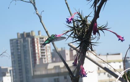 Un picaflor polinizando en territorio porteño.