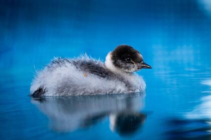 Un pichón de macá tobiano