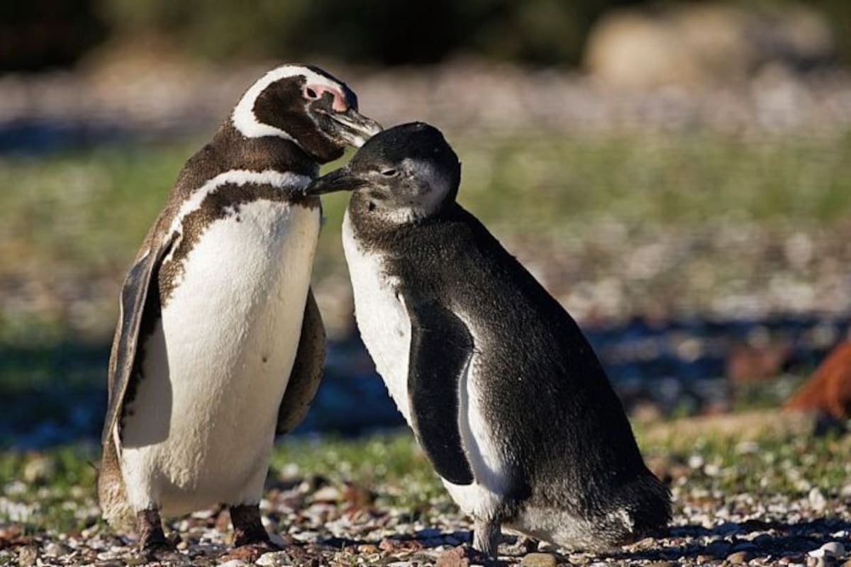Un pingüino de Magallanes y su cría en la Patagonia argentina