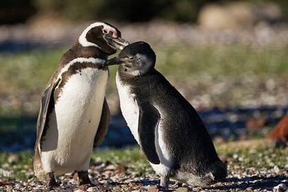 Un pingüino de Magallanes y su cría en la Patagonia argentina