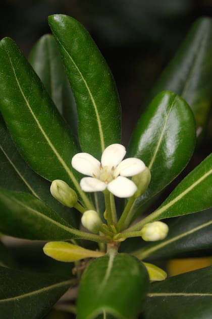 Un Pittosporum tobira con su brillante epidermis.