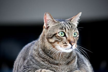 Un plan seguro para reducir el peso de un gato implica limitar la ingesta de calorías entre un 60% a 75%