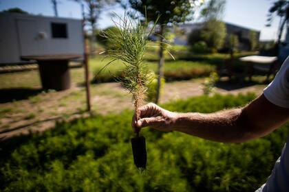Un plantín de pino marítimo luego de los primeros meses es trasplantado a macetas más grandes.