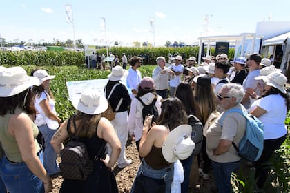 Un plot en el sector semillero