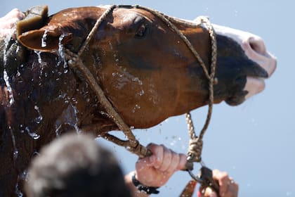 Un poco de agua para sofocar el calor en Palermo, directo al cuerpo del caballo