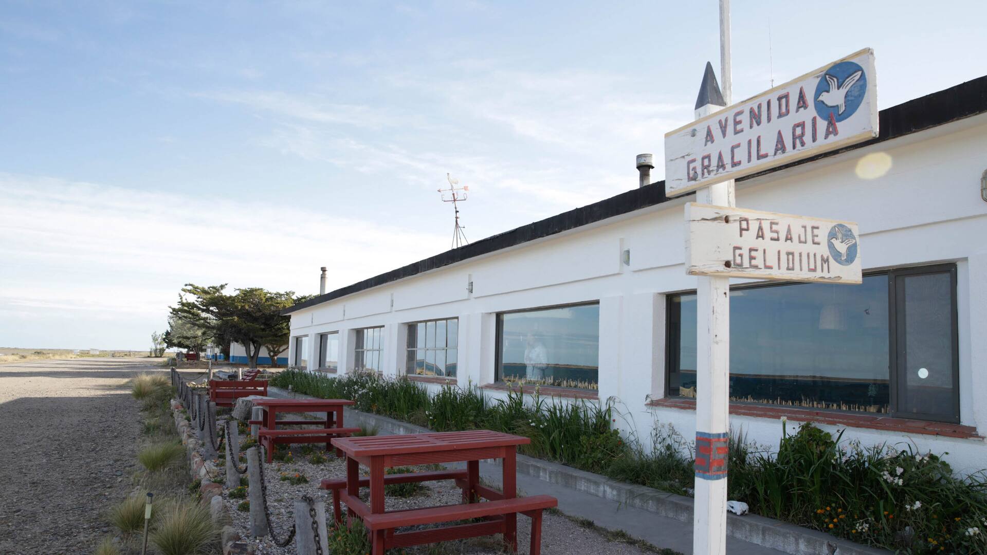 Elefantes marinos reposan en la costa de Península Valdés.