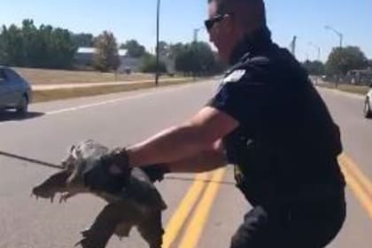 Un policía ayudó a una tortuga a cruzar la calle y su dulce gesto se hizo viral