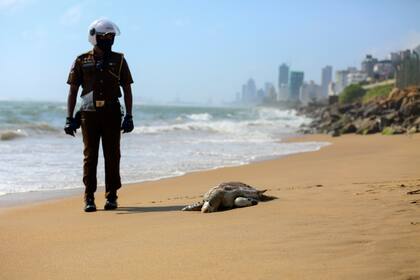 Un policía de Sri Lanka mira a una tortuga muerta en la playa en Colombo, Sri Lanka, el 10 de junio de 2021. Los restos de casi un centenar de tortugas que se cree murieron por el calor y el envenenamiento derivado del incendio en un mercante cargado con productos químicos peligrosos, que se hundió cerca de la costa. (AP Foto/ Krishan Kariyawasam)