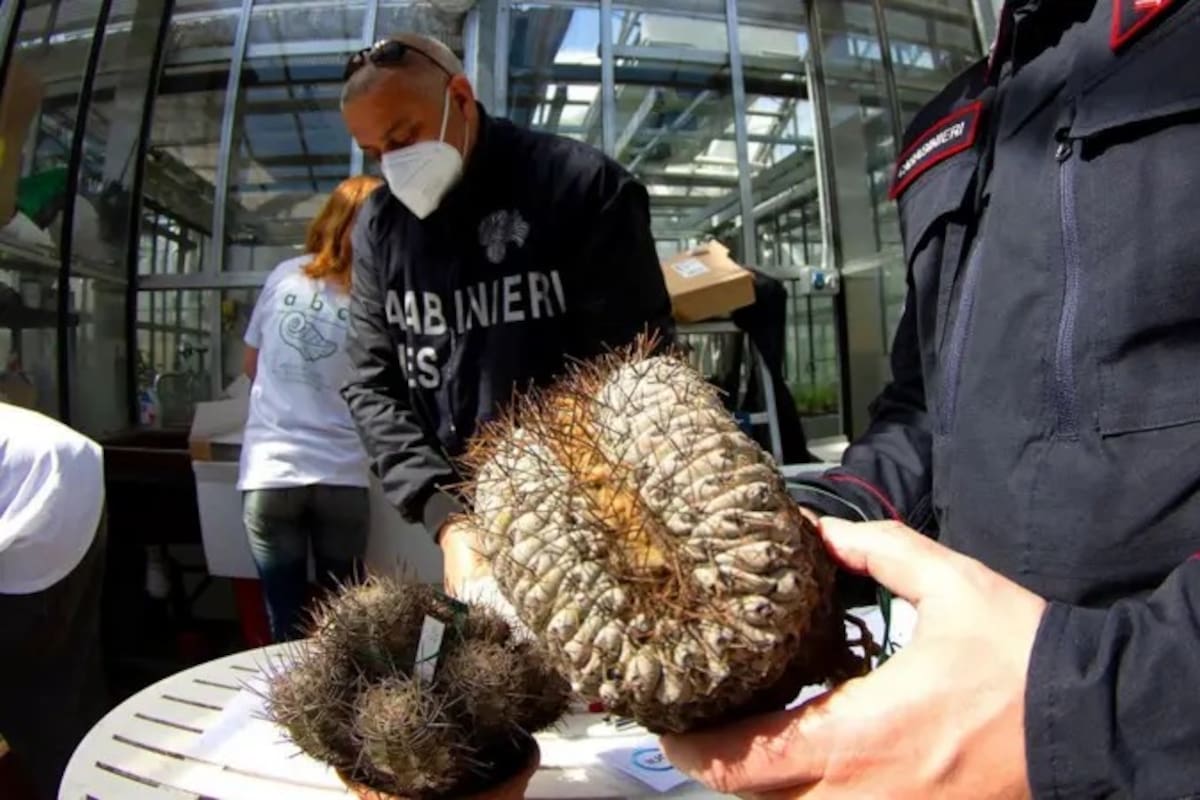 Un policía italiano sostiene en su mano uno de los cactus incautados.