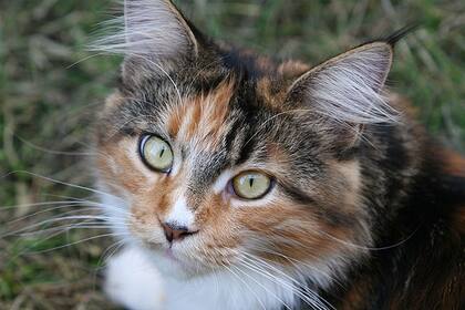 Un policía logró sacar el saco del río y rescatar a seis de los gatos, pero cuatro felinos ya estaban muertos