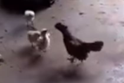 Un pollito se enfrenta a un animal mucho más grande y le gana