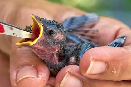 Un polluelo de gorrión de una semana, que huyó de su nido debido a las altas temperaturas, es alimentado por un veterinario en Wehrheim, cerca de Fráncfort, Alemania