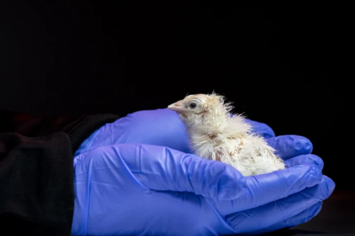 Un polluelo recién nacido del proyecto de huevos artificiales de Colossal Biosciences