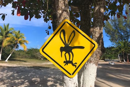 Un posteo en Twitter alertó sobre una especie mucho más grande de lo que se suele ver