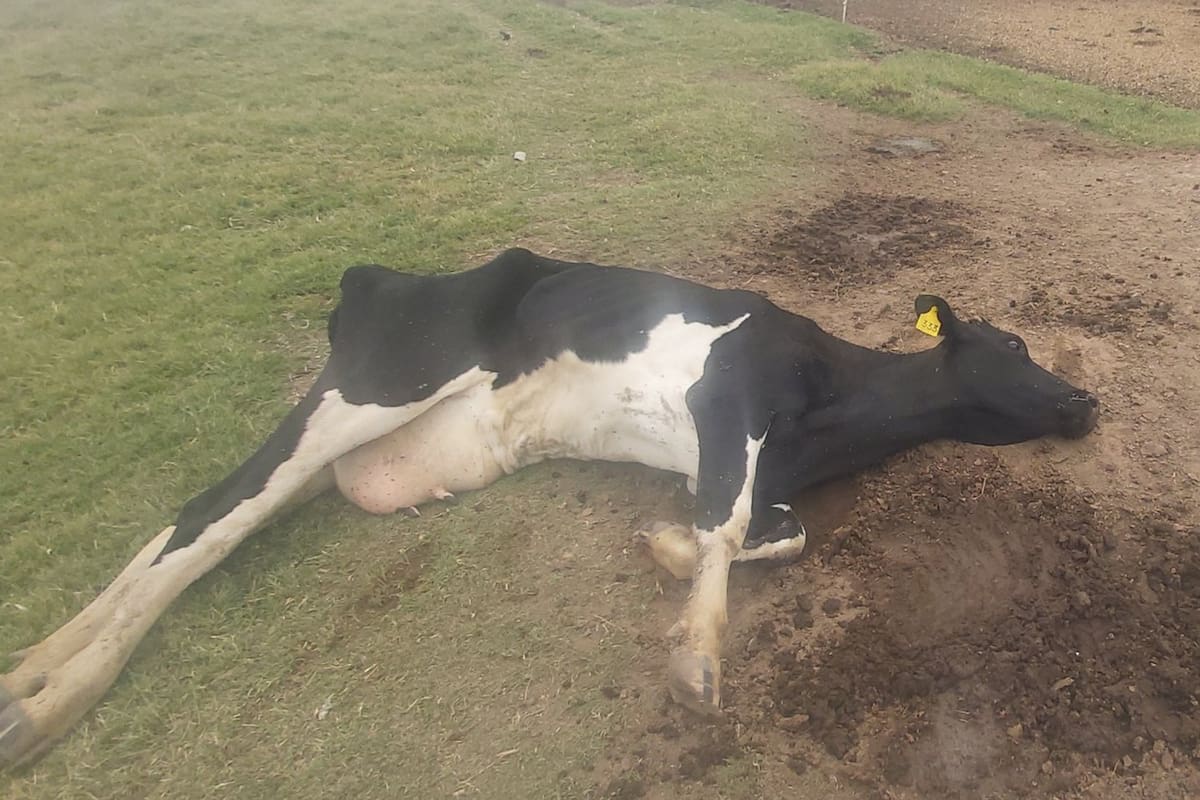 Un productor compartió en Twitter imágenes de los animales muertos ante la falta de lluvias