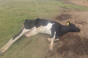 Un productor compartió en Twitter imágenes de los animales muertos ante la falta de lluvias