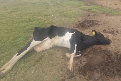 Un productor compartió en Twitter imágenes de los animales muertos ante la falta de lluvias