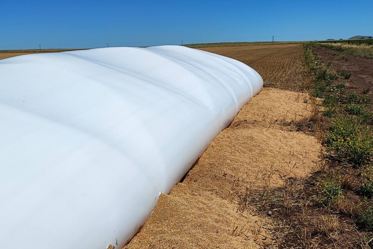 Un productor contó el ataque a un silobolsa por parte de un jabalí