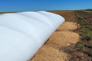 Un productor contó el ataque a un silobolsa por parte de un jabalí
