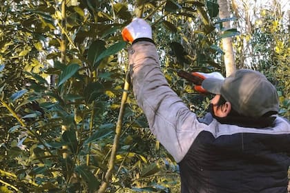 Un productor de Paraguay, que trabaja con la Fundación Moisés Bertoni. Guayaki incorporará por primera vez a sus proveedores a productores argentinos
