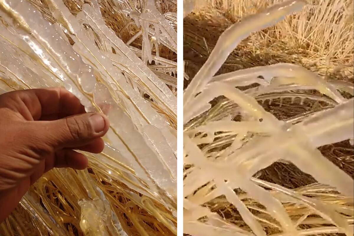 Un productor de San Luis reveló cómo afectó la helada al centeno