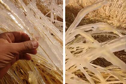 Un productor de San Luis reveló cómo afectó la helada al centeno