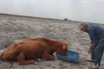 Un productor intenta darle agua a un animal en medio de un paisaje seco