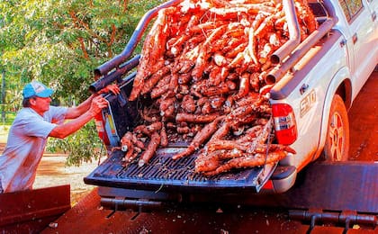 Un productor lleva su mandioca a una industria para su procesamiento. Este año se procesaron casi 100 millones de kilos. Las 11 industrias de Misiones tienen una capacidad instalada para procesar casi 300 millones de kilos, pero siempre tienen capacidad ociosa.