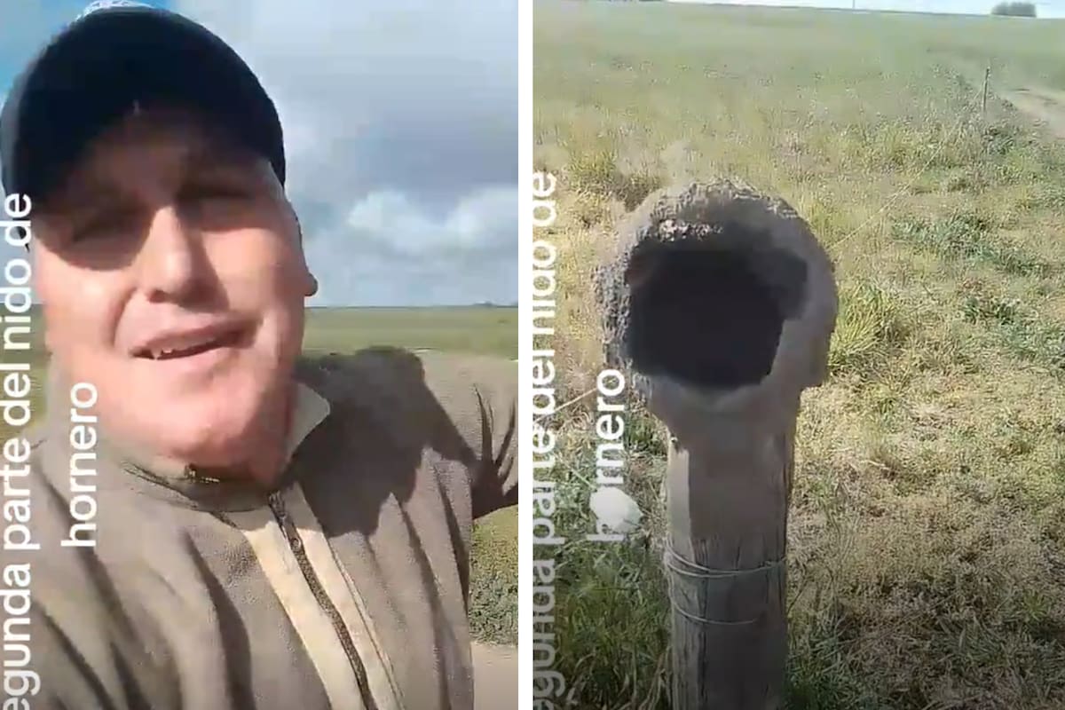 Un productor reveló que ayudó a un horneo a hacer su nido y mostró el resultado final