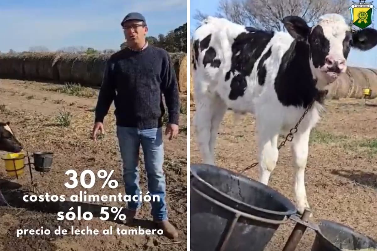 Un productor tambero contó en un video cómo viven la situación de la lechería