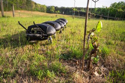 Un prototipo del robots ciempiés desmalezador para sacar yuyos de los cultivos creado por Ground Control Robotics