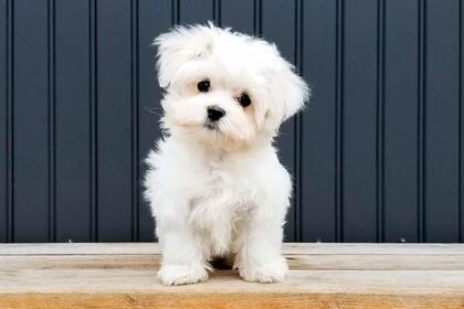 Un proyecto de ley busca amparar a los animales como "personas físicas no humanas"