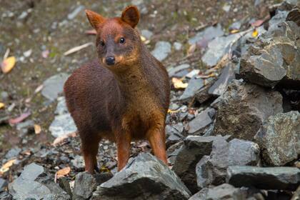 Un pudú en el Parque Nacional Queulat. Gustavo Castaing