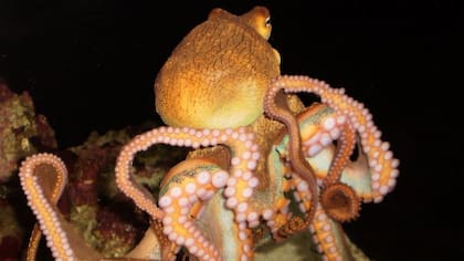 Un pulpo casi asfixia a un buceador con sus tentáculos