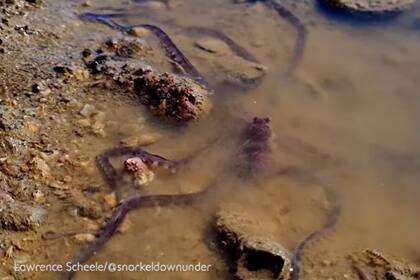 Un pulpo de largos tentáculos se dejó ver en la Gran Barrera de Coral australiana