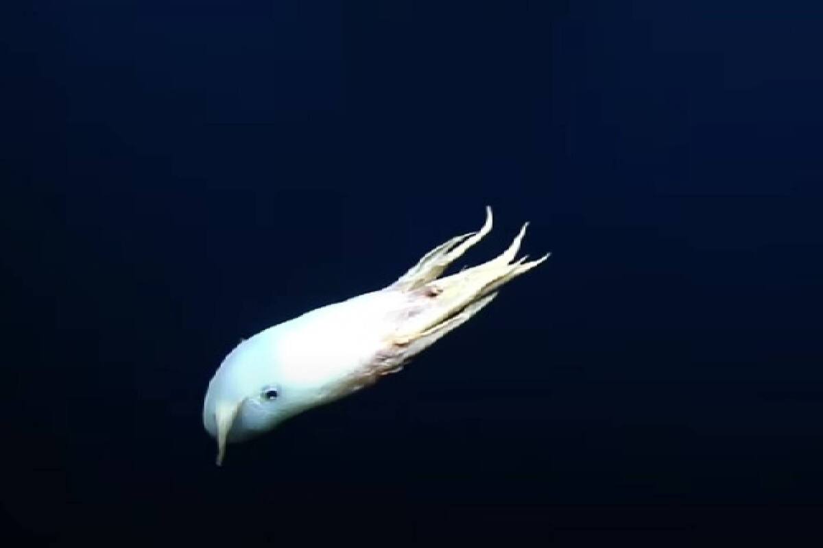 Un pulpo Dumbo hizo una aparición en el mar de Hawái