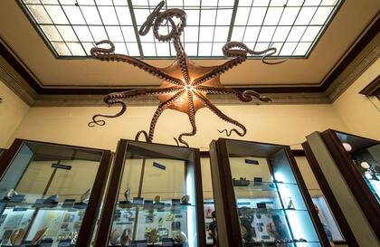 Un pulpo expuesto en el Museo de La Plata.