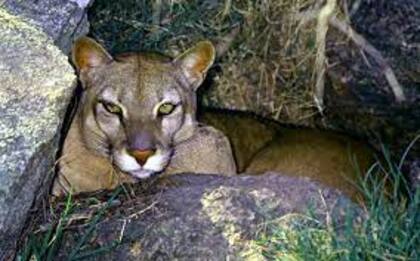 Un puma atacó a una niña de nueve años en Estados Unidos.