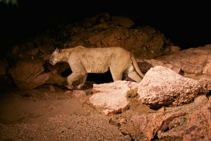 Un puma descubierto en medio de la cohe