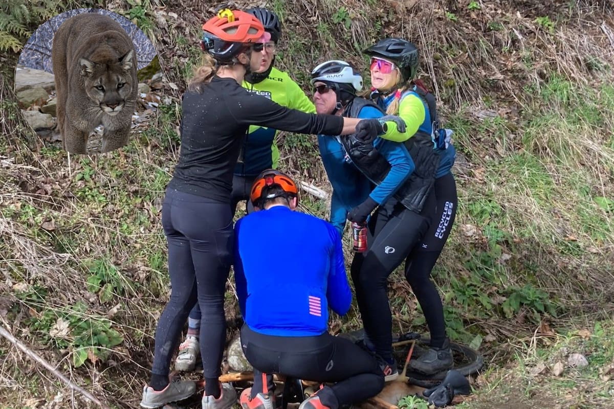 Un puma macho de 35 kilos atacó a una mujer que viajaba en bicicleta en un sendero al noreste de Fall City, Washington