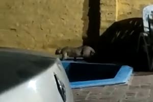 Divisaron un puma deambulando en el jardín de una casa