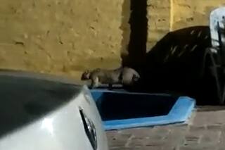 Divisaron un puma deambulando en el jardín de una casa